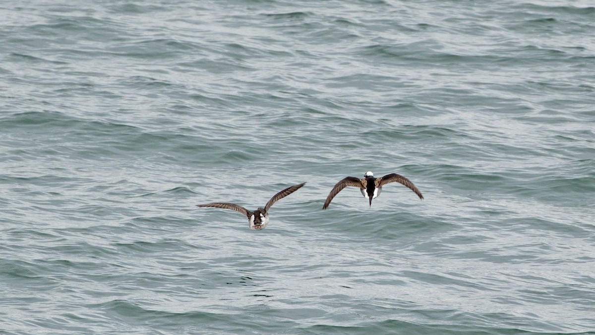 Long-tailed Duck - ML620680031