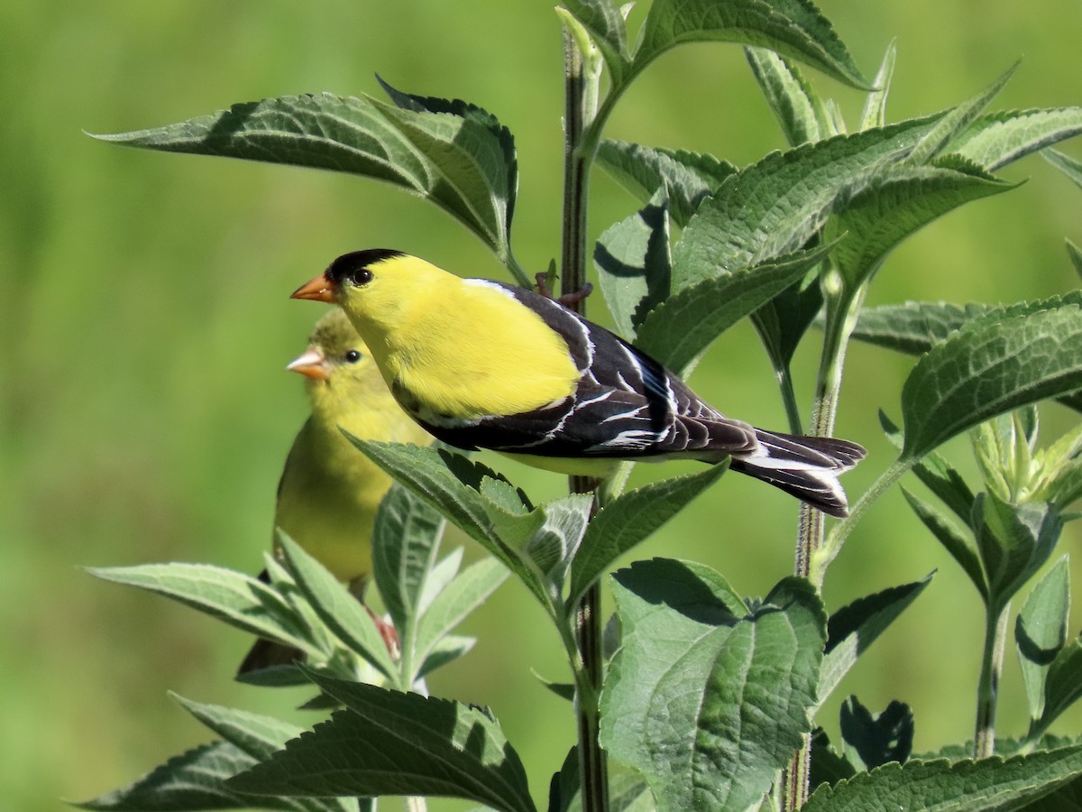 American Goldfinch - ML620680034