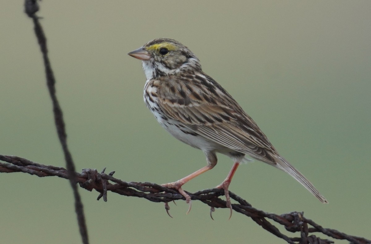 Savannah Sparrow - ML620680037