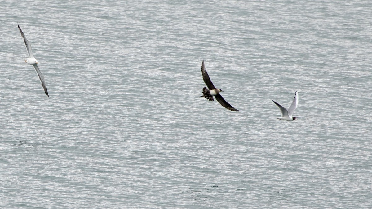 Parasitic Jaeger - ML620680038