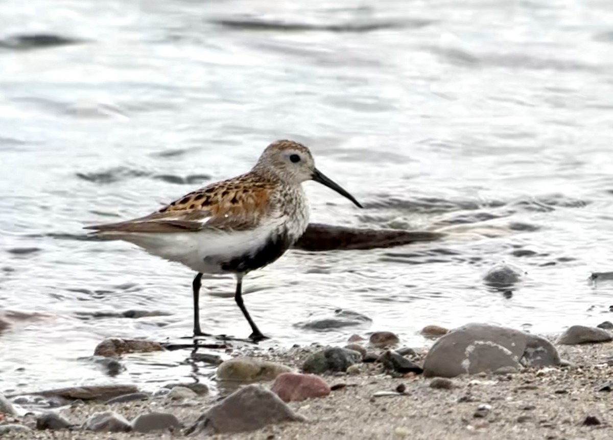 Dunlin - ML620680039