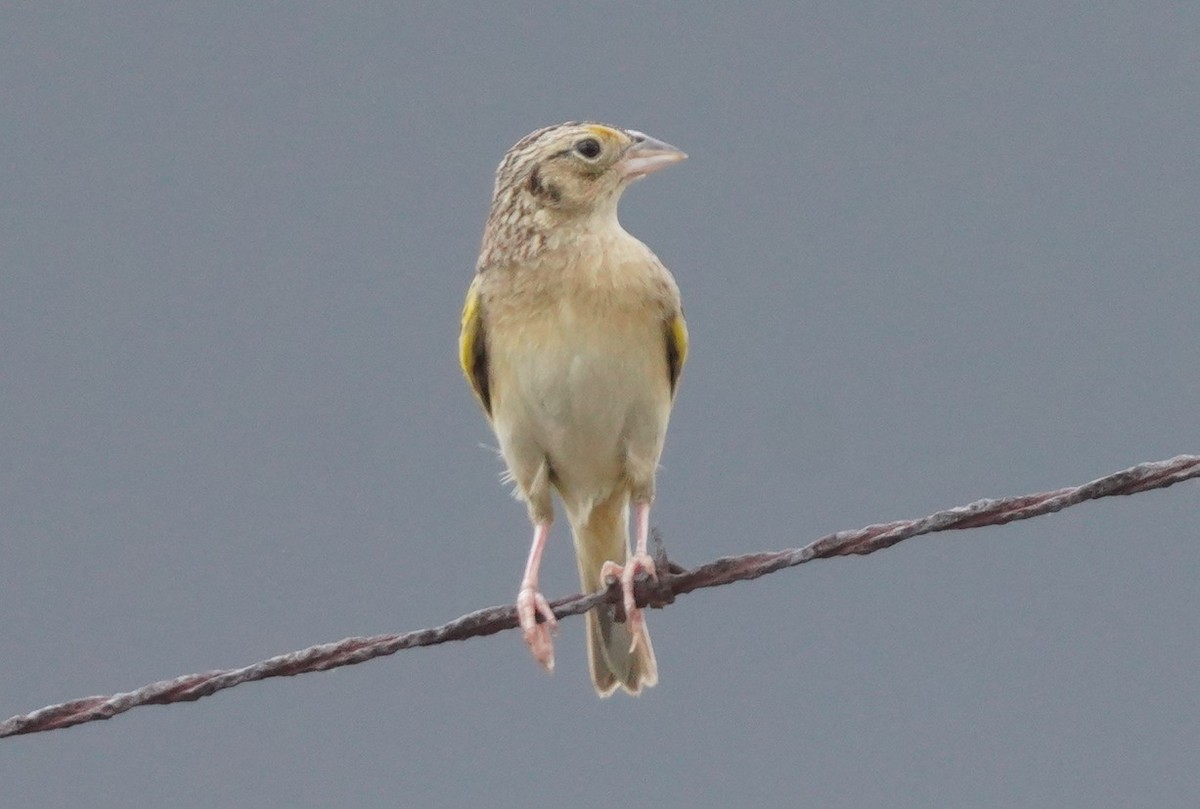 Grasshopper Sparrow - ML620680041