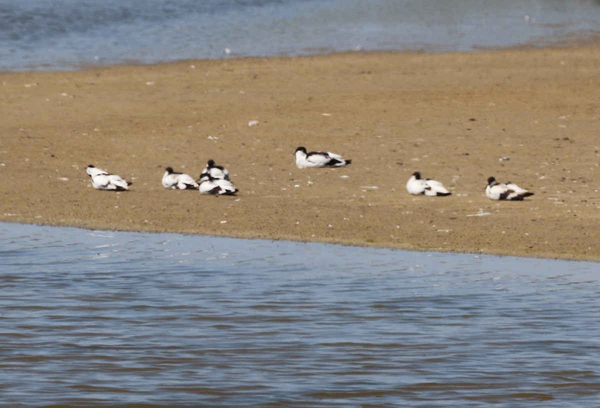 Avocette élégante - ML620680049