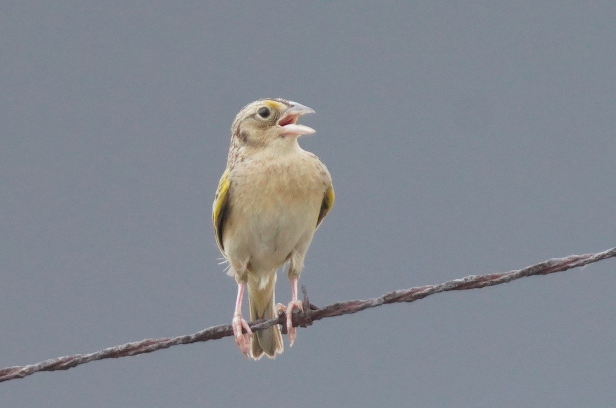 Grasshopper Sparrow - ML620680050