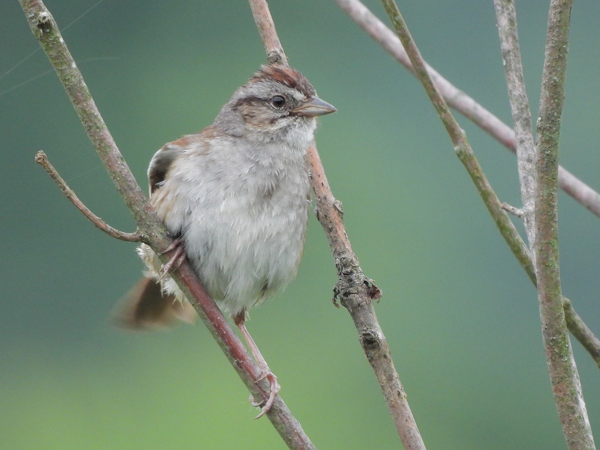 Swamp Sparrow - ML620680052