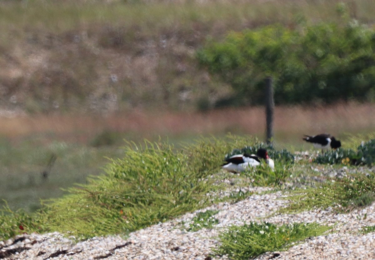 Eurasian Oystercatcher - ML620680053