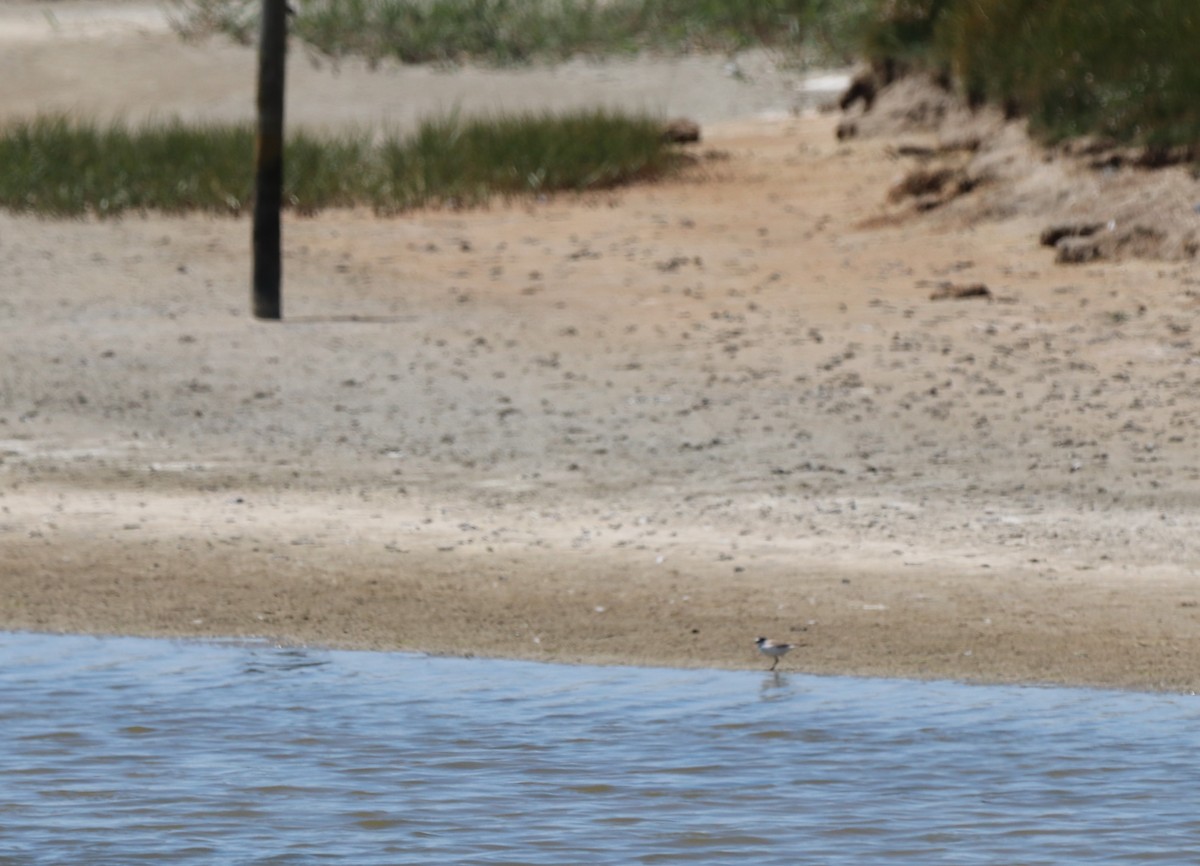 Common Ringed Plover - ML620680059