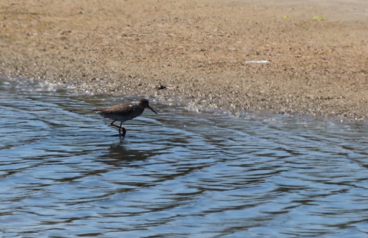 Common Redshank - ML620680065