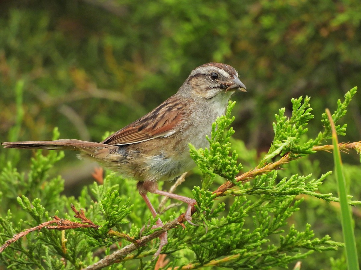 Swamp Sparrow - ML620680068