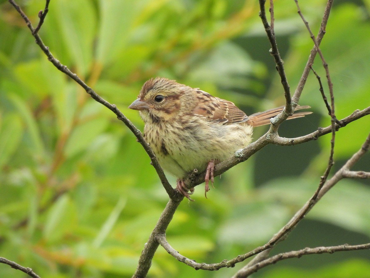 Song Sparrow - ML620680069