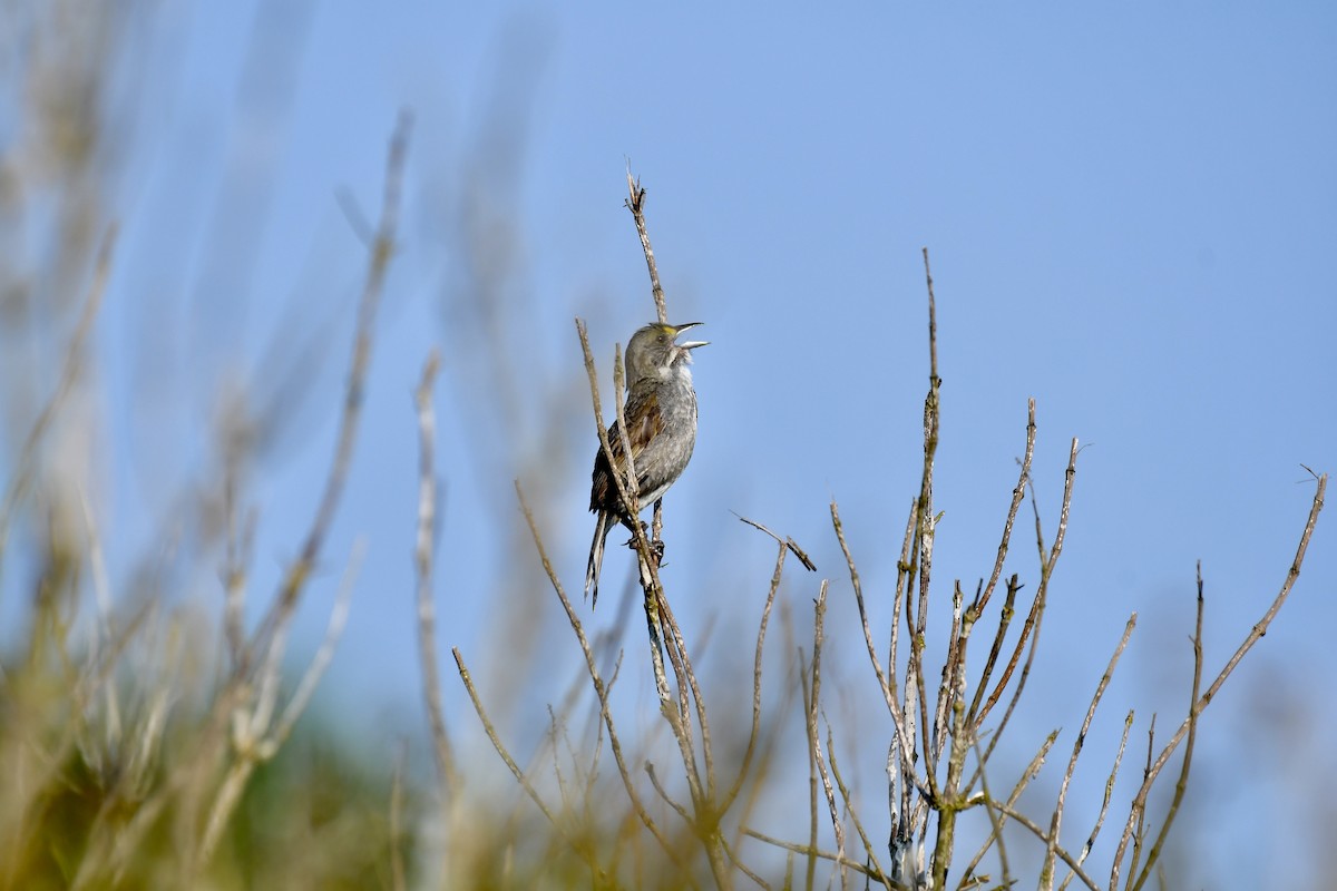 Seaside Sparrow - ML620680070