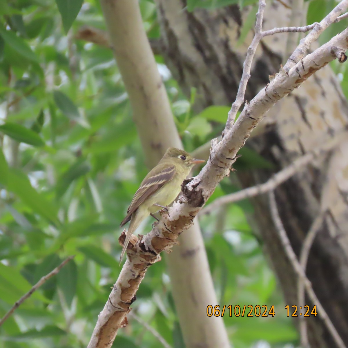 Western Flycatcher - ML620680076