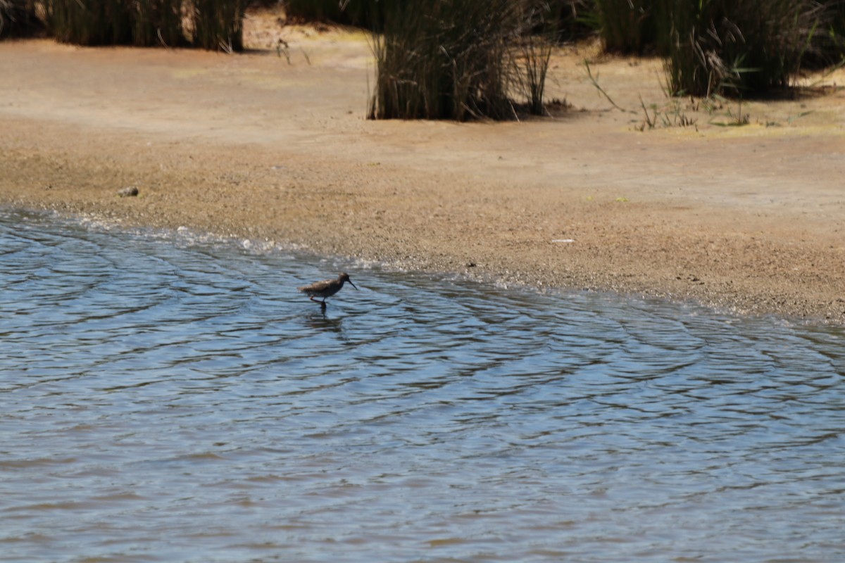 Common Redshank - ML620680079