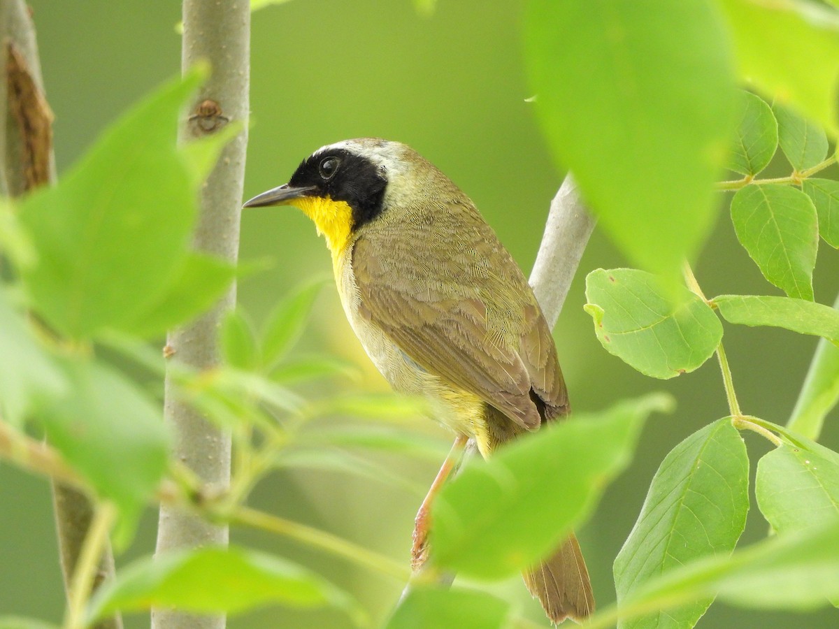 Weidengelbkehlchen - ML620680080