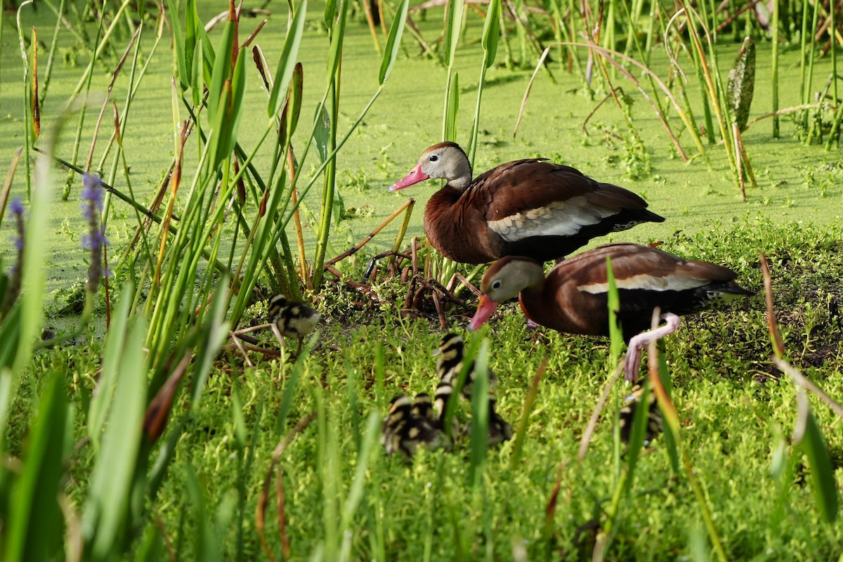 Dendrocygne à ventre noir - ML620680081