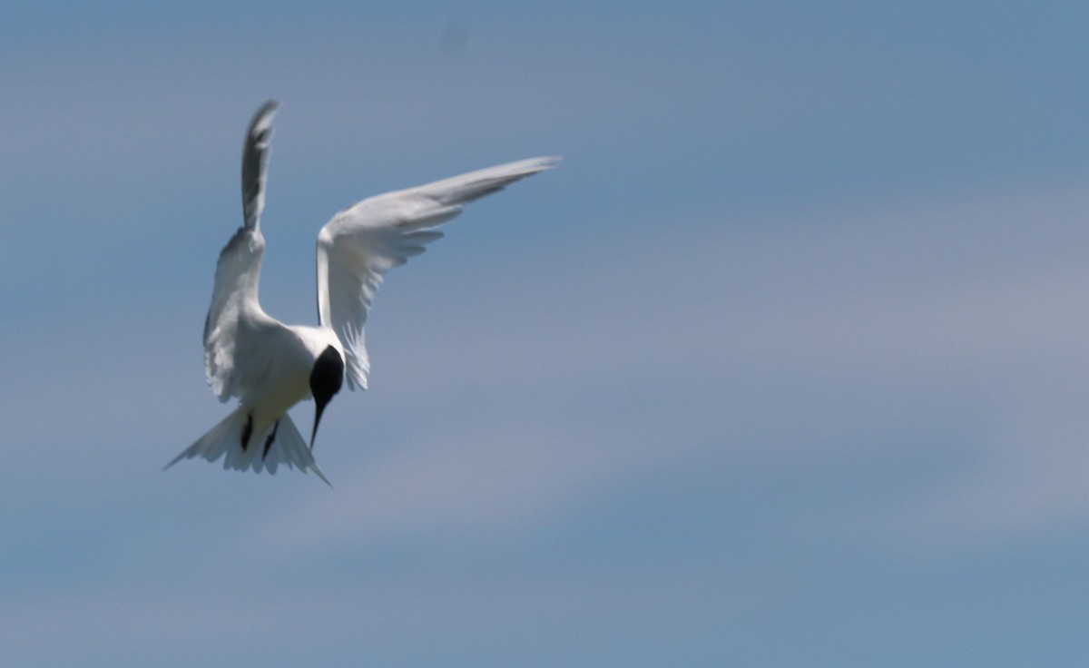 Sandwich Tern - Chris Overington