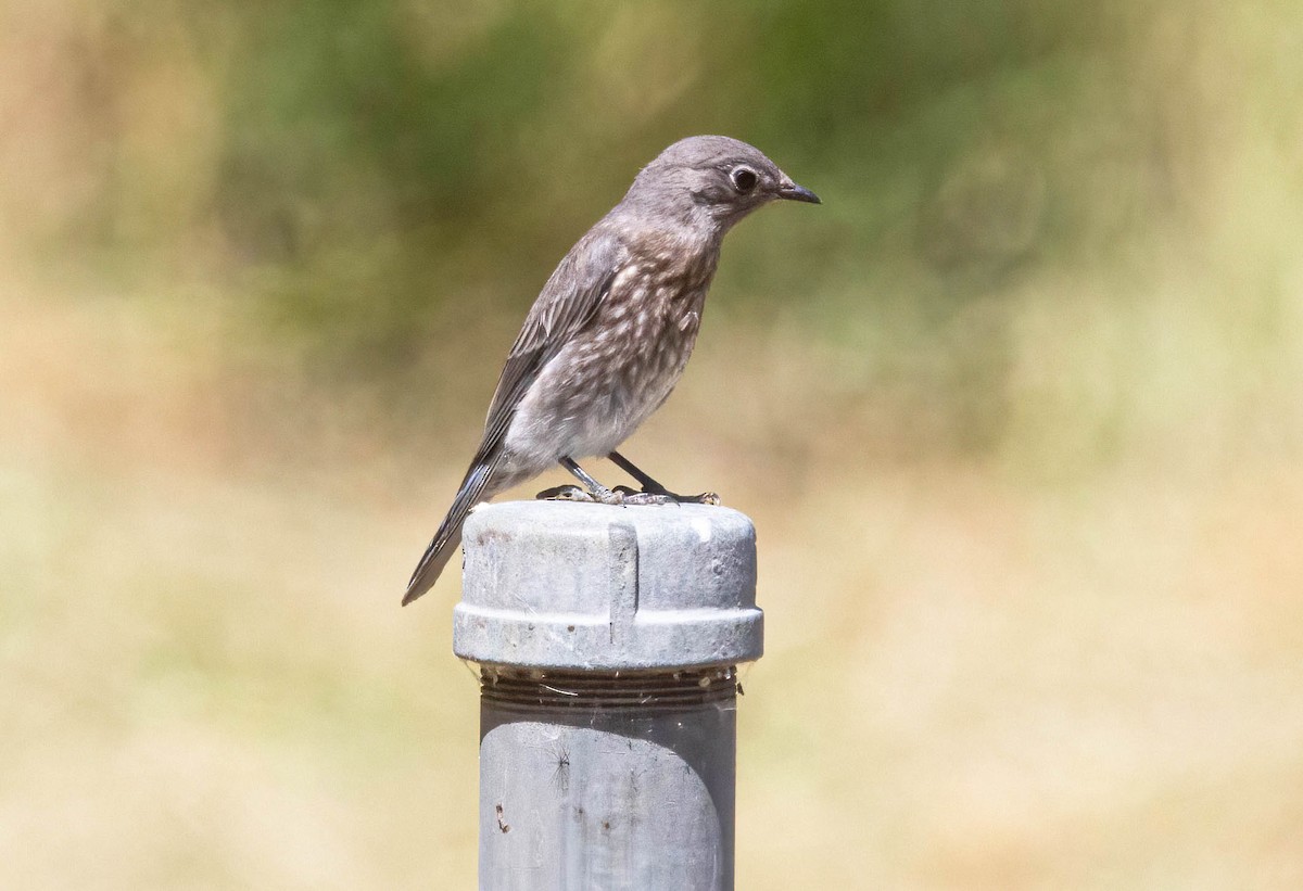 Western Bluebird - ML620680088