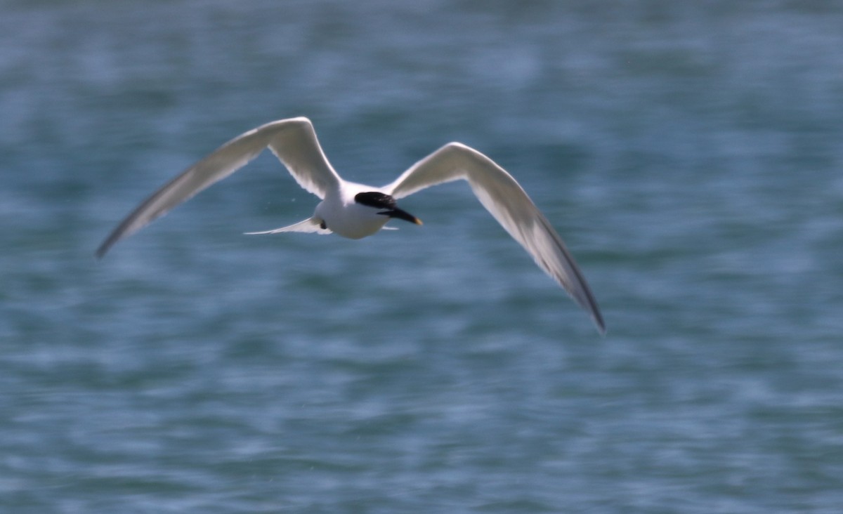 Sandwich Tern - Chris Overington