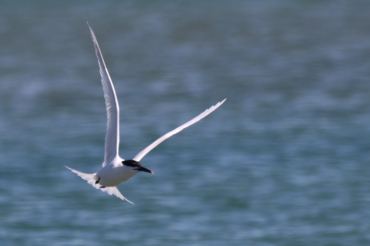 Sandwich Tern - ML620680090