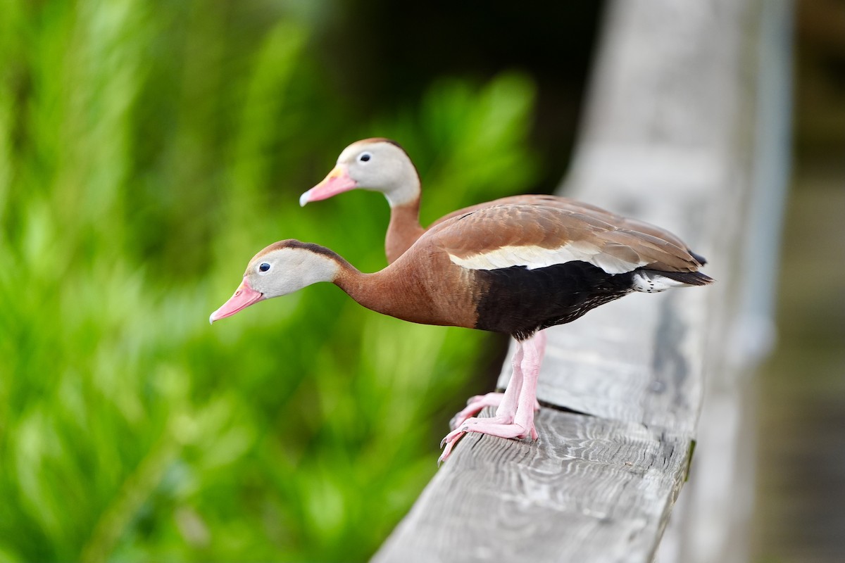 Black-bellied Whistling-Duck - ML620680091