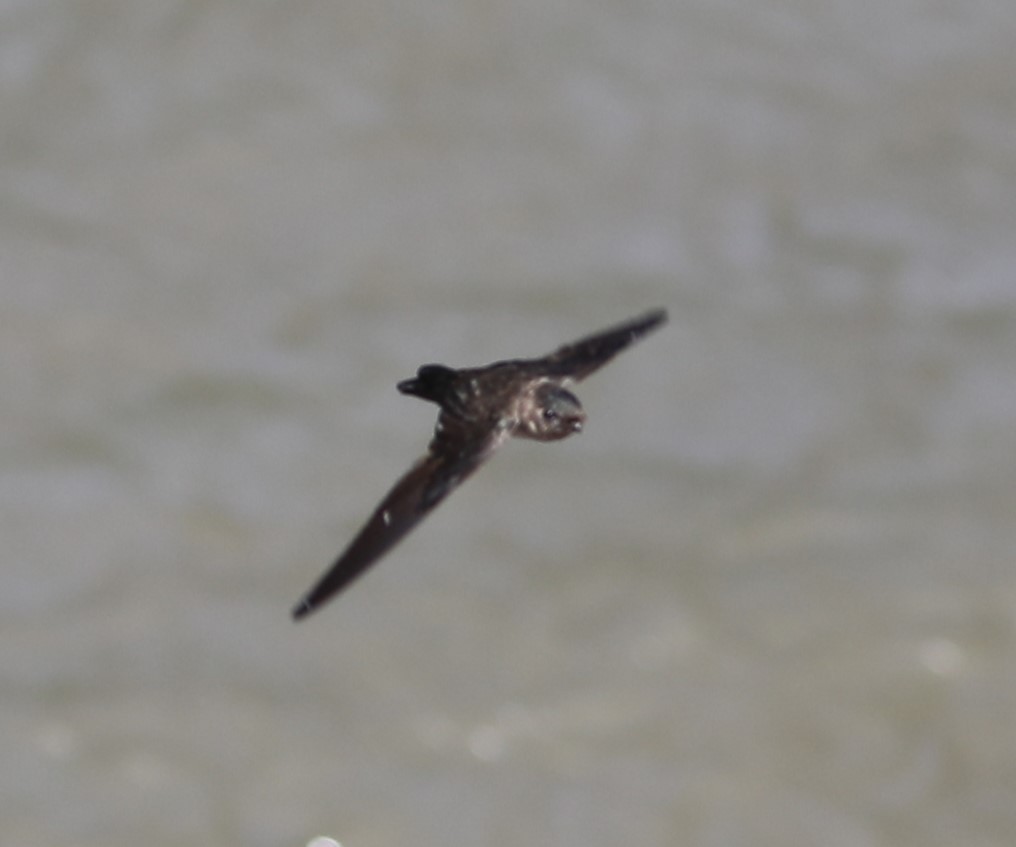 Cave Swiftlet - ML620680092