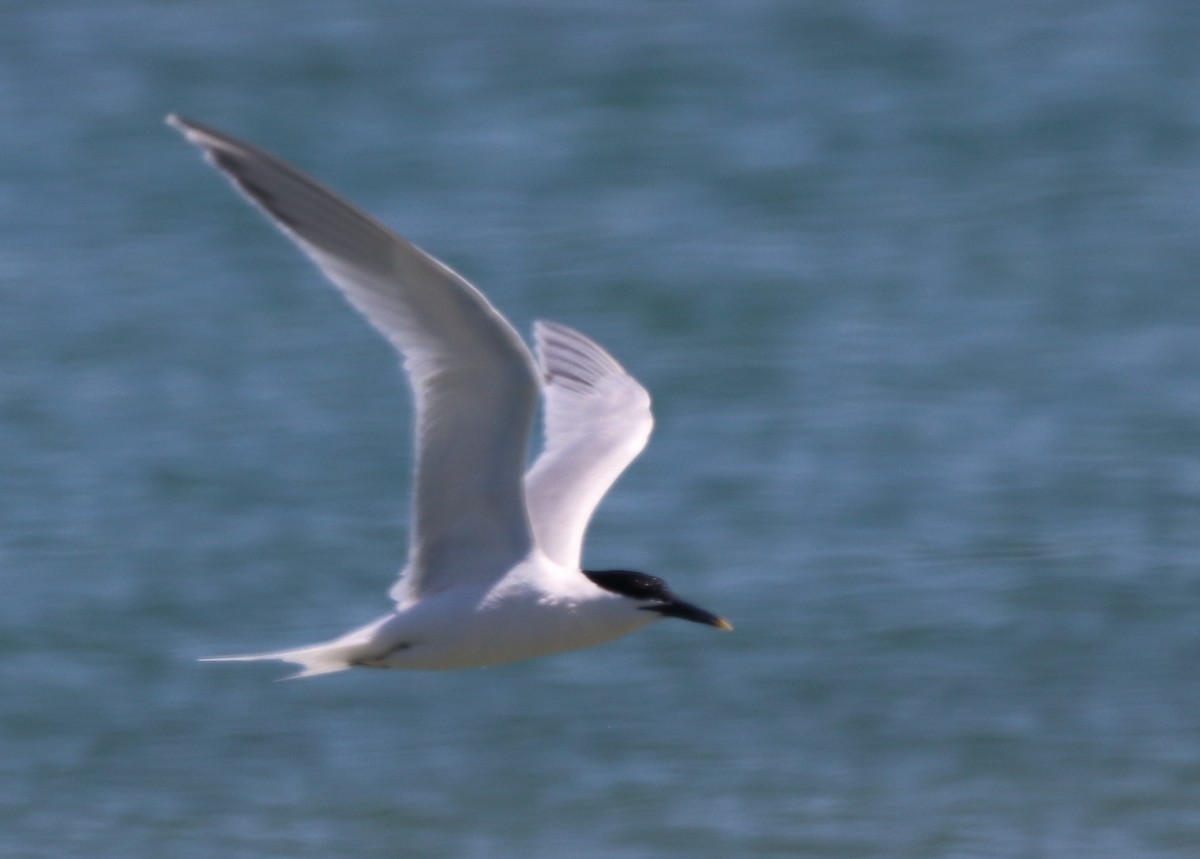 Sandwich Tern - ML620680093