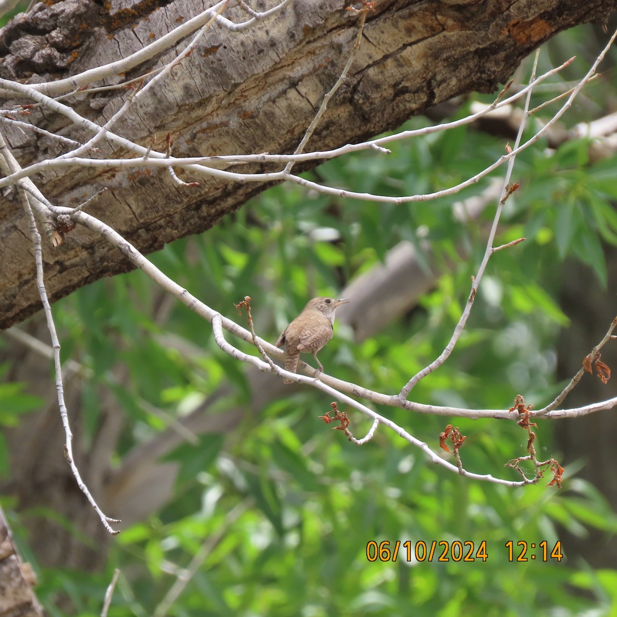 House Wren - ML620680096