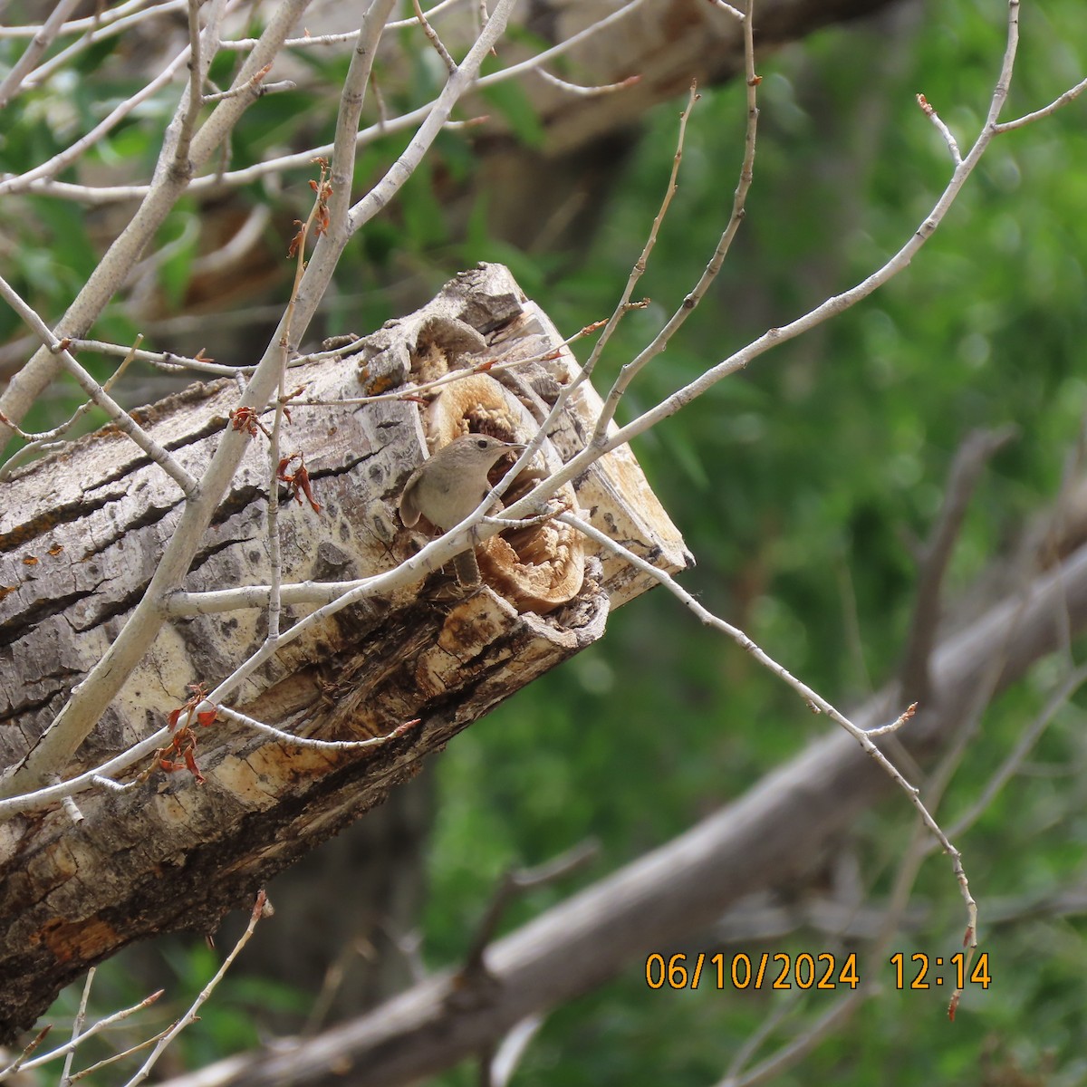 House Wren - ML620680098