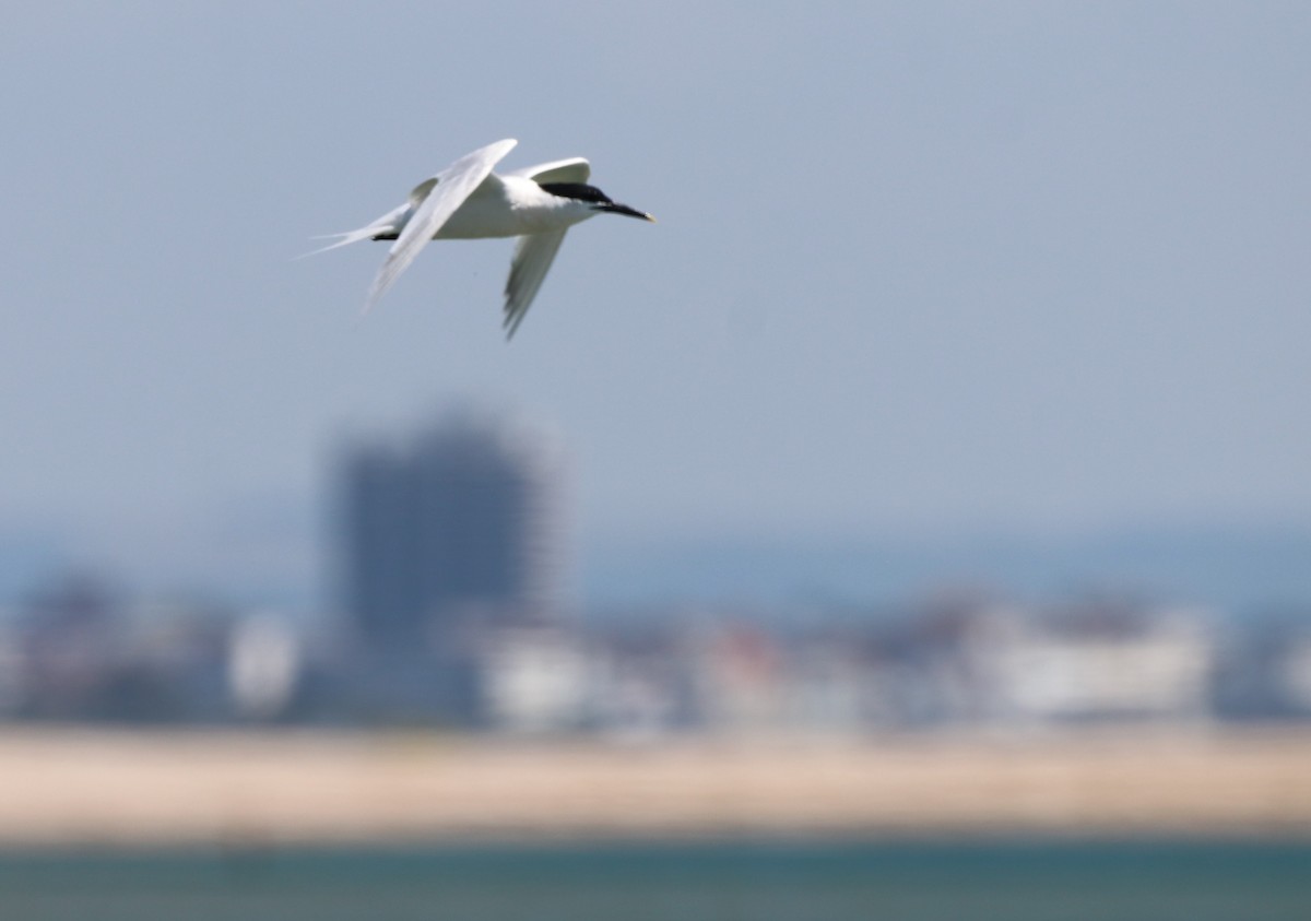 Sandwich Tern - ML620680100