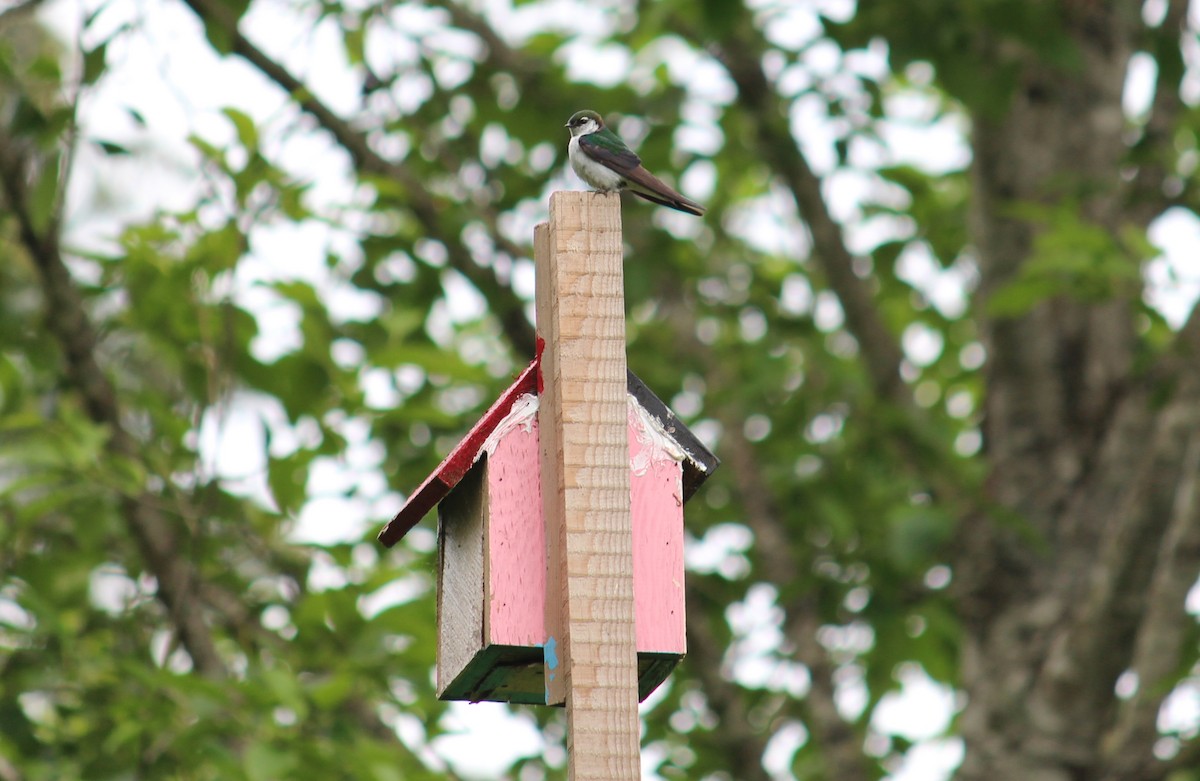 Violet-green Swallow - ML620680104