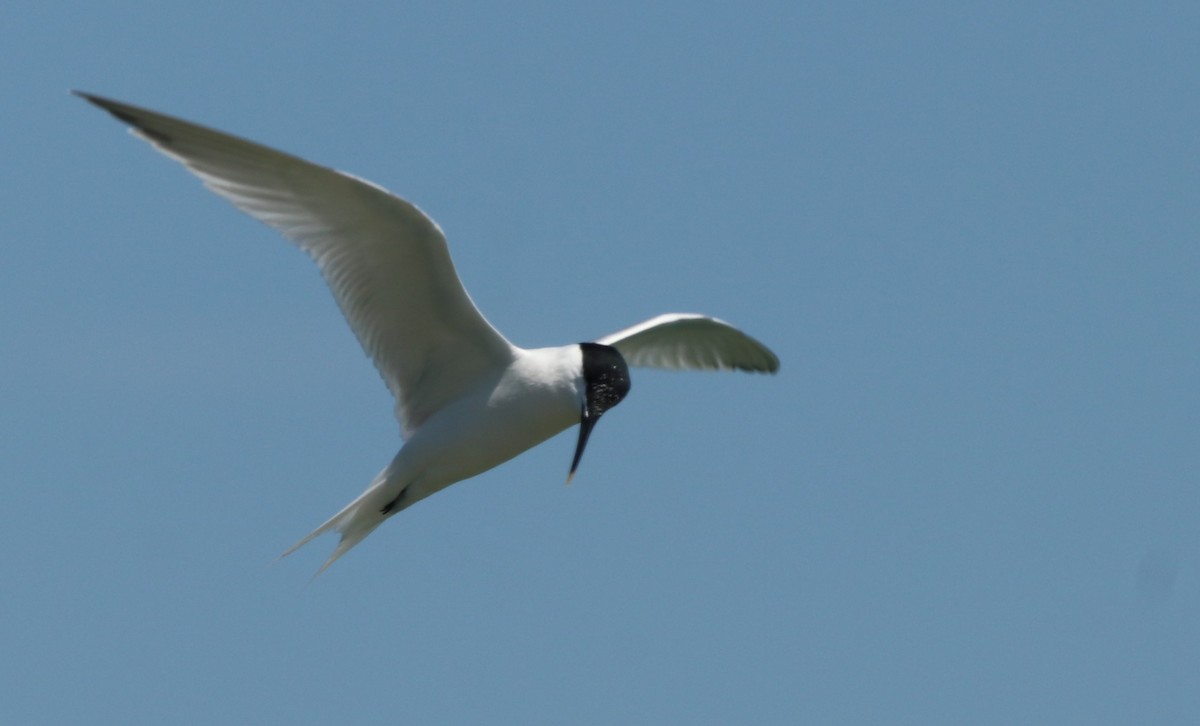 Sandwich Tern - ML620680107