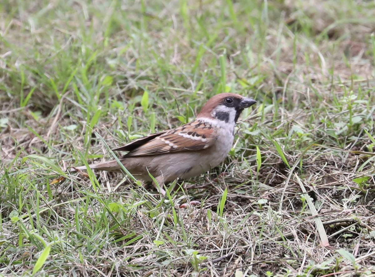 Eurasian Tree Sparrow - ML620680111