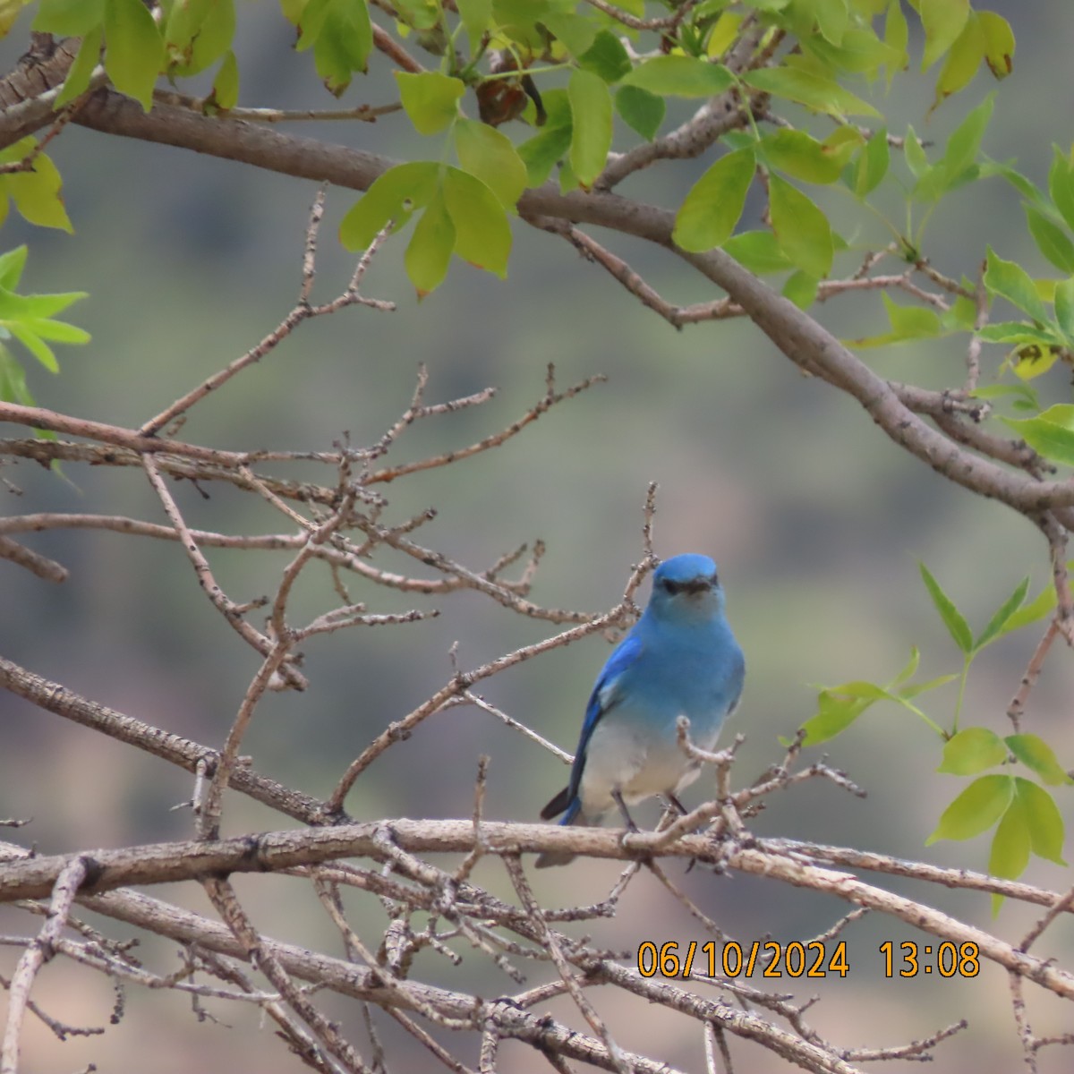 Mountain Bluebird - ML620680113