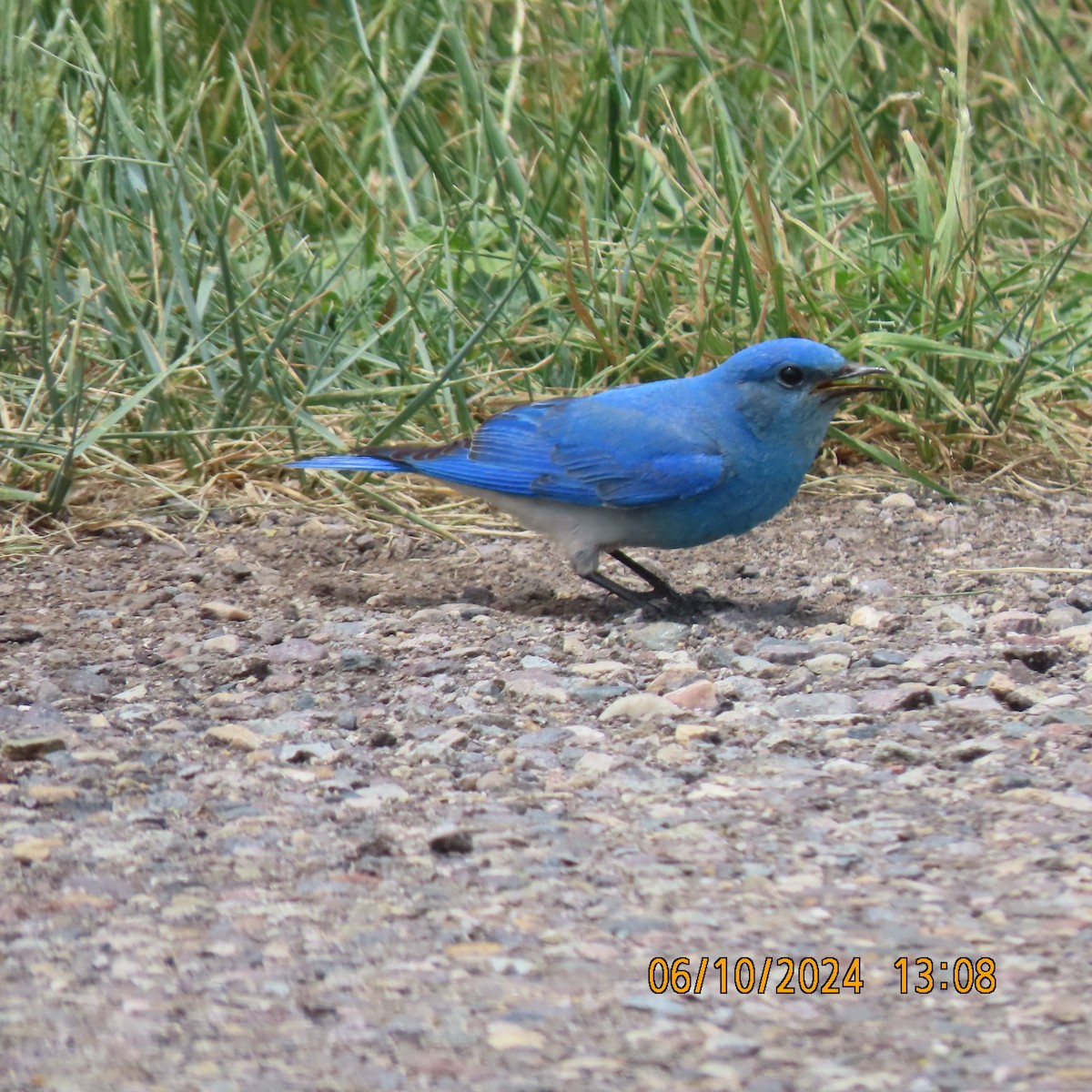 Mountain Bluebird - ML620680114