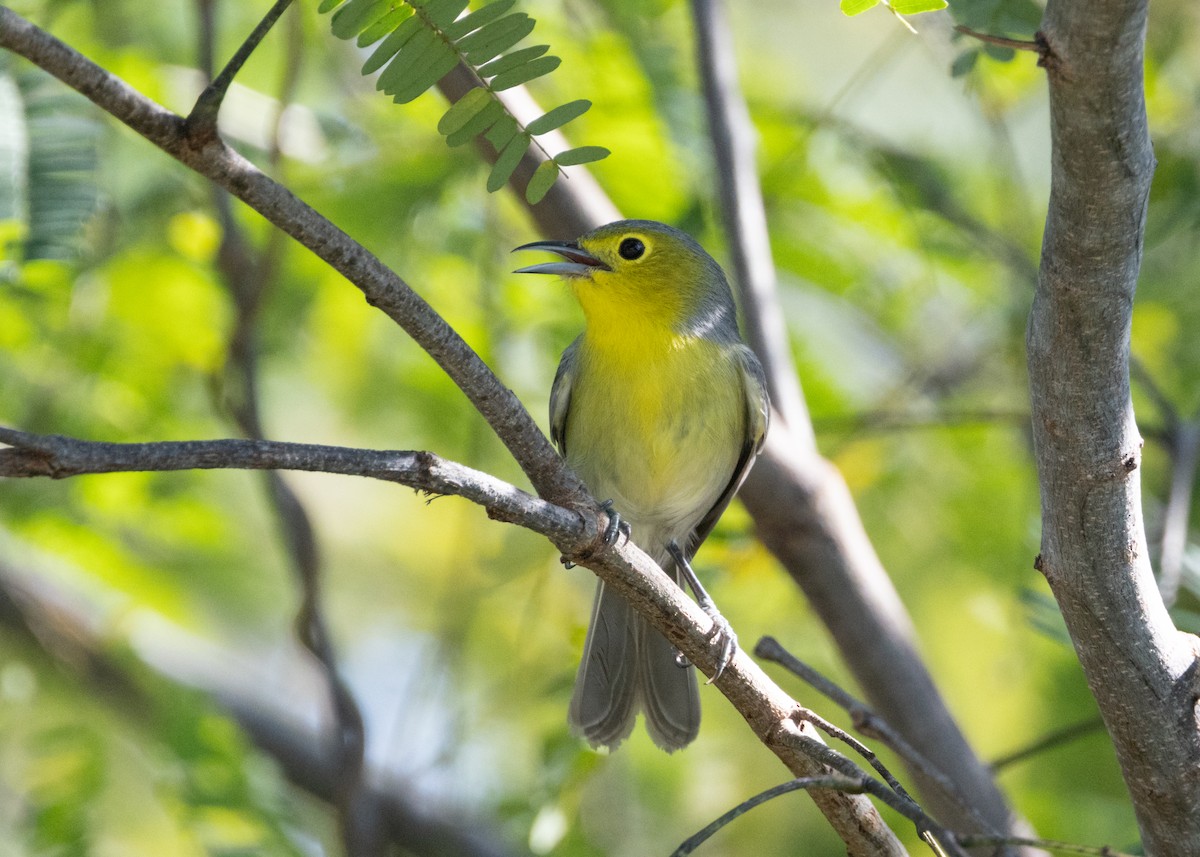 Oriente Warbler - ML620680124