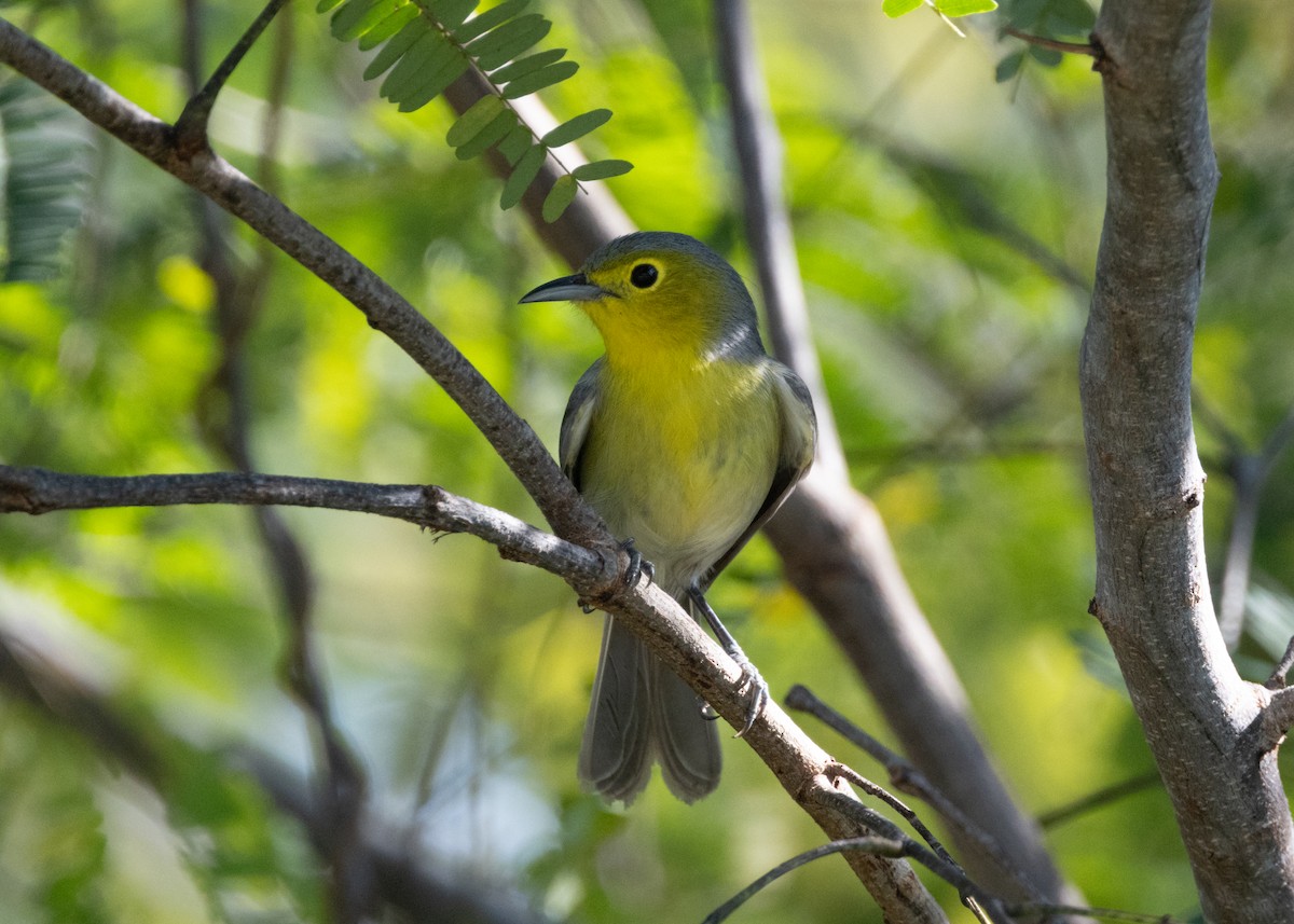 Oriente Warbler - ML620680125