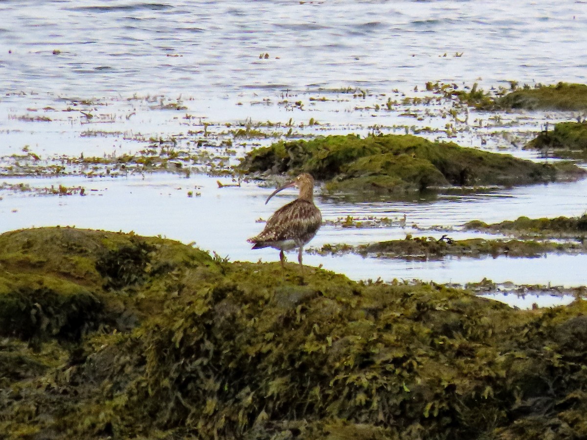 Eurasian Curlew - ML620680127