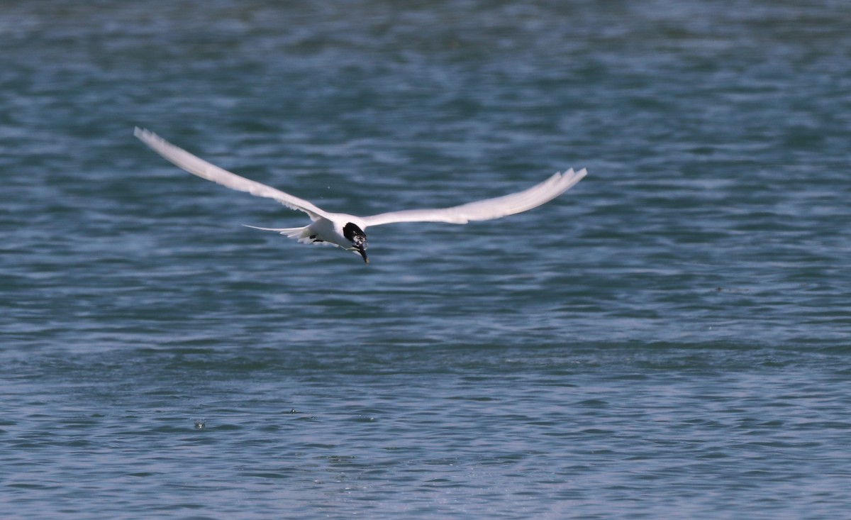 Sandwich Tern - Chris Overington