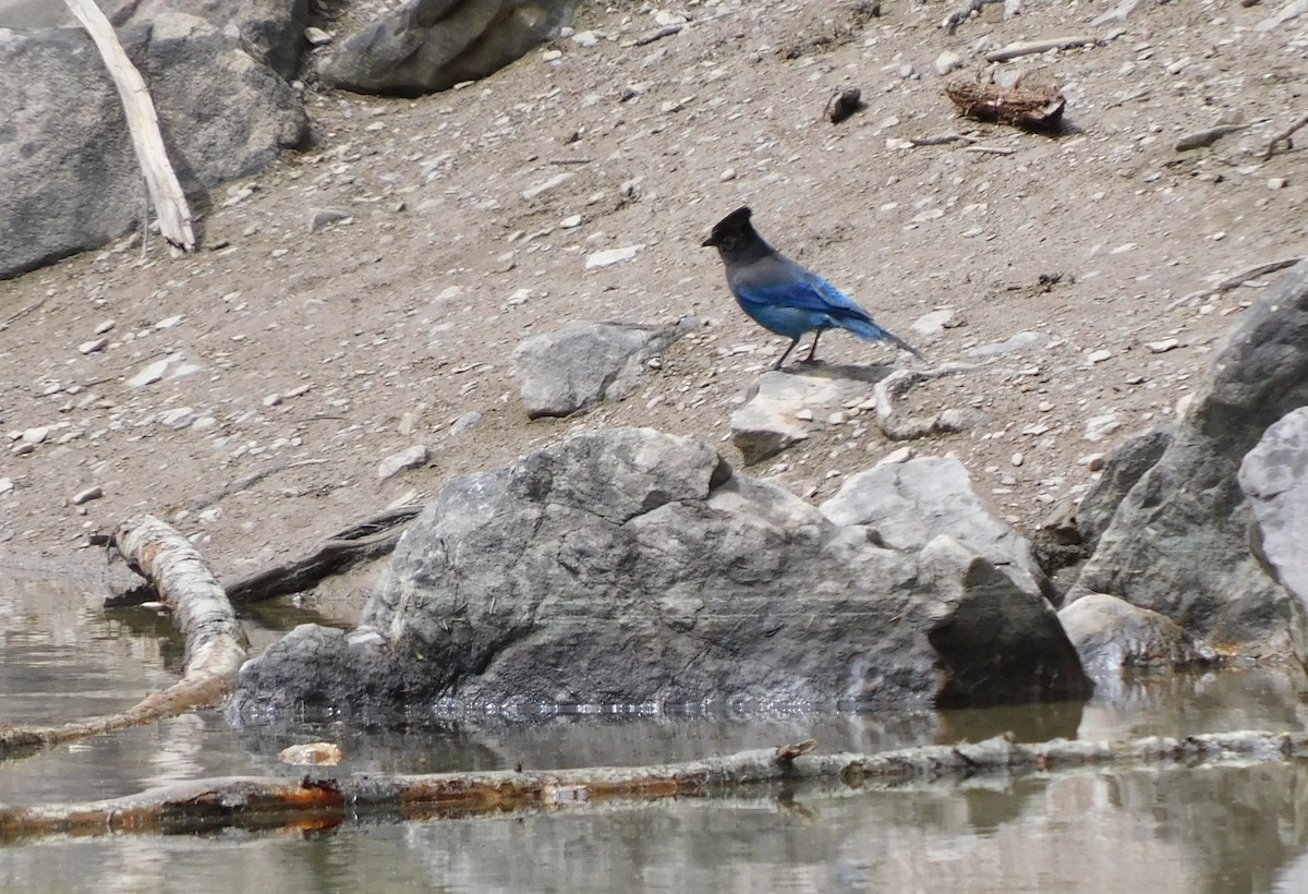 Steller's Jay - ML620680132