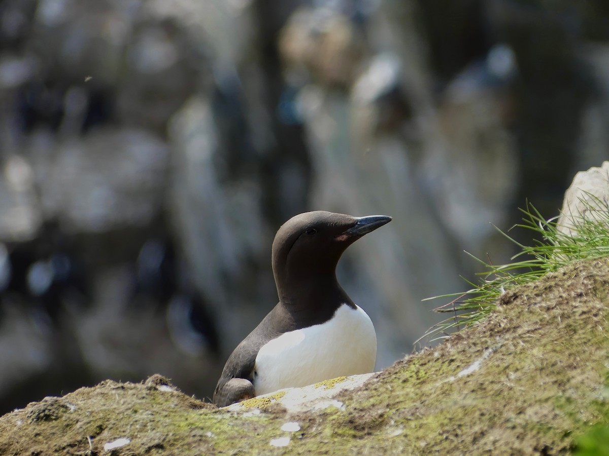 Guillemot marmette - ML620680133