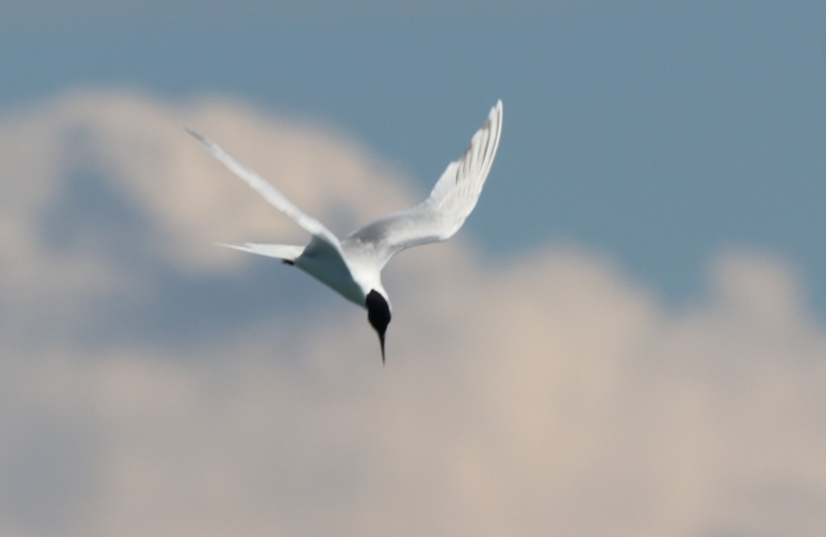 Sandwich Tern - ML620680134