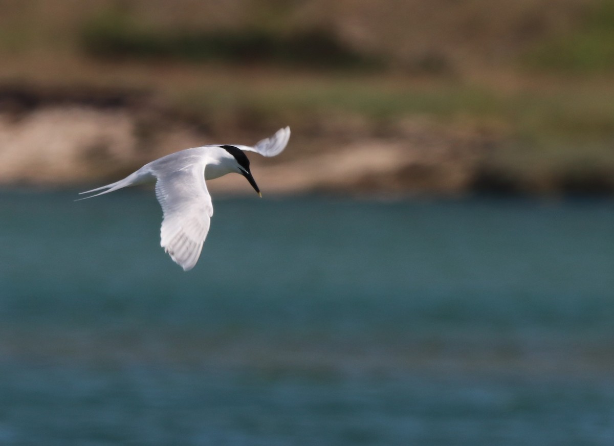 Sandwich Tern - ML620680136