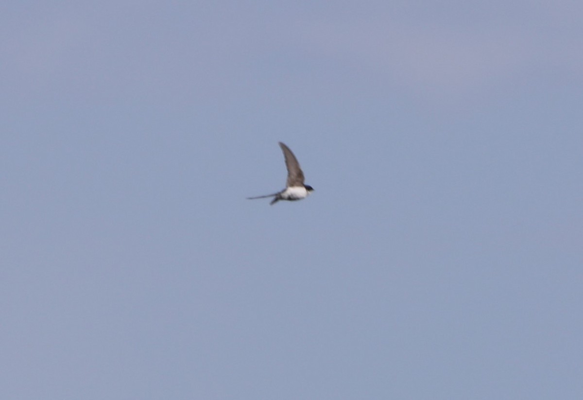 Golondrina Bicolor - ML620680137