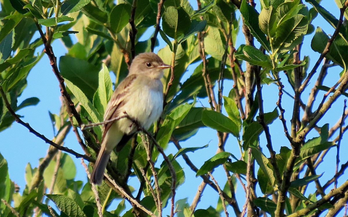 Willow Flycatcher - ML620680138