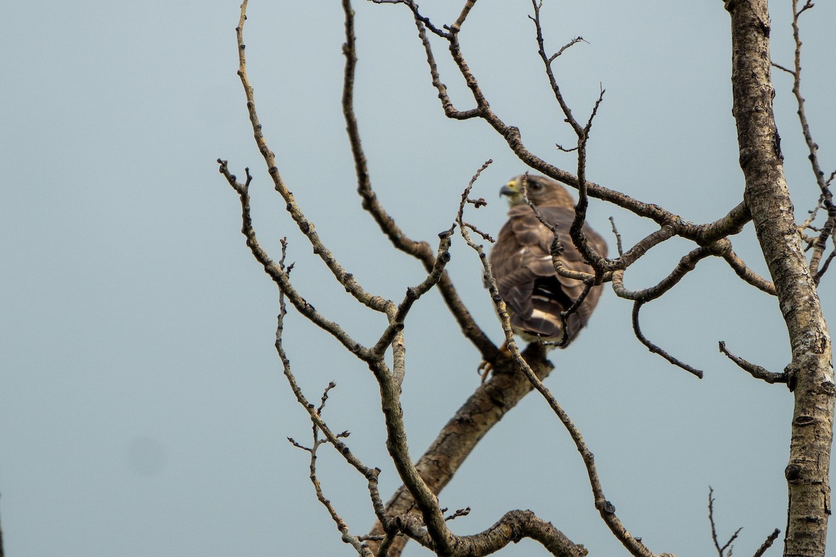 Broad-winged Hawk - ML620680139