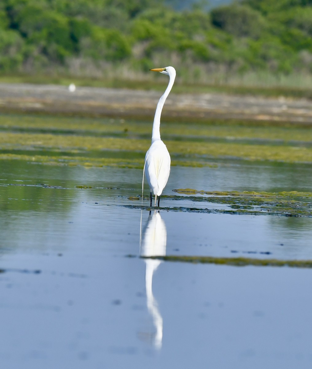 Great Egret - ML620680140