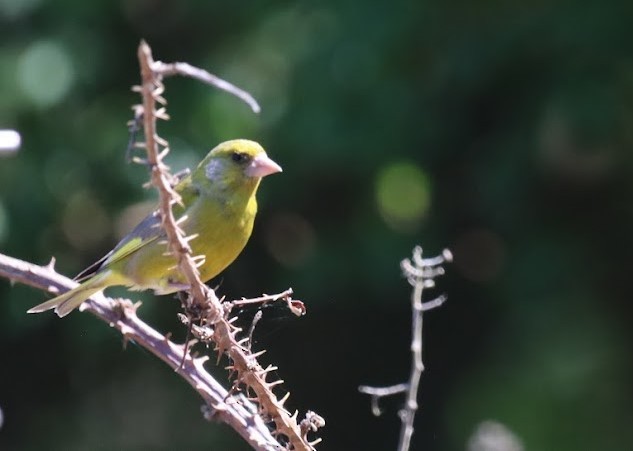 European Greenfinch - ML620680146