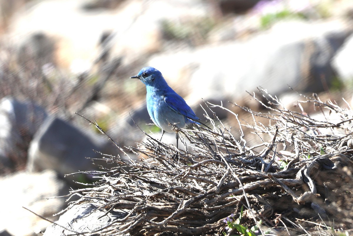 Mountain Bluebird - ML620680149