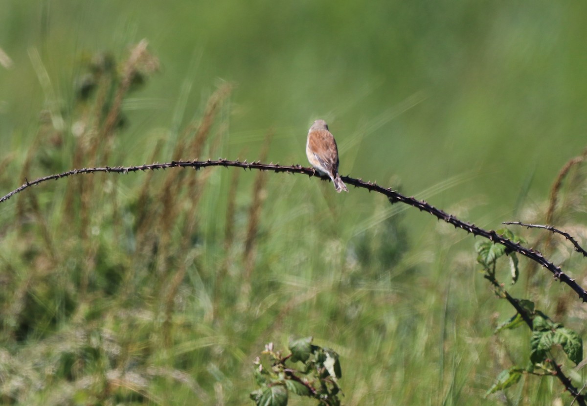 Eurasian Linnet - ML620680151