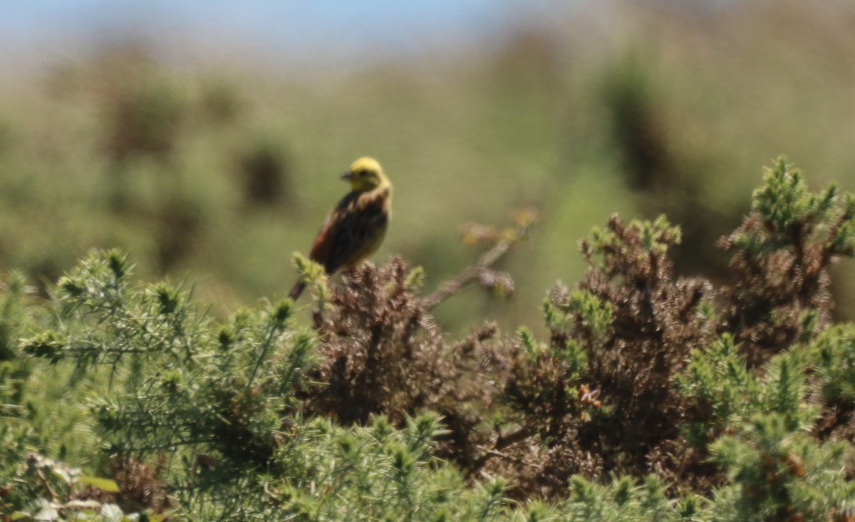 Yellowhammer - ML620680154